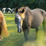 Jak dbać o starszego koni z linią produktów Senior Pavo 18Plus